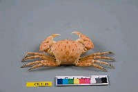 紅斑斗蟹藏品圖，第4張